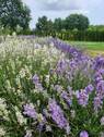 Gartenansicht - 