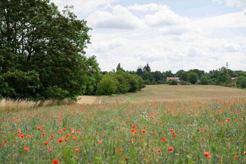 Feld - Grundstück in Potsdam zum Kaufen