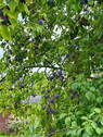 Obstbaum1 - 
