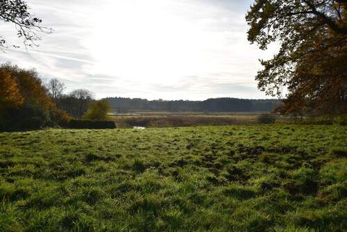 Morgensonne auf dem Grundstück.jpg - Parkartiges Baugrundstück in 2. Reihe mit unverbaubarem Blick über die Billewiesen