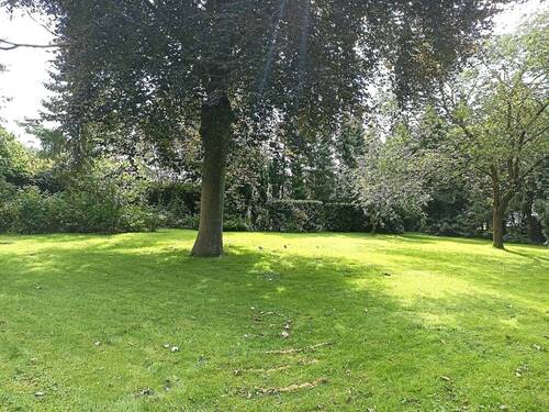 Die alte Buche - 