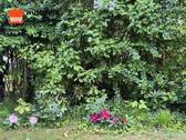 Impression Garten - 