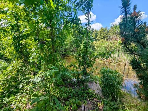 Teich - 
