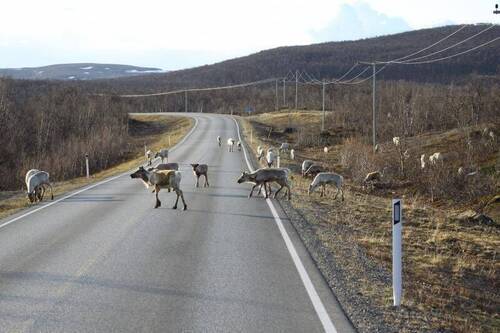 Renntiere auf der Straße - 