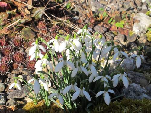 Frühlingsgrüße mit Schneeglöckchen.JPG - 
