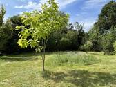 Garten Ansicht II - 