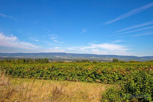 Umgebung Weinberge - 