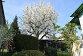 Kirschbaum - 