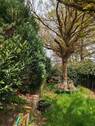 Baumbestand - 