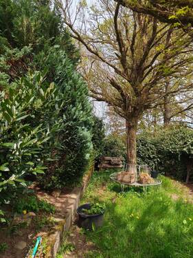 Baumbestand - 