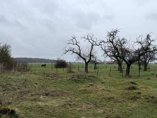 angrenzende Weideflächen - 