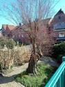 innenliegender Garten - 