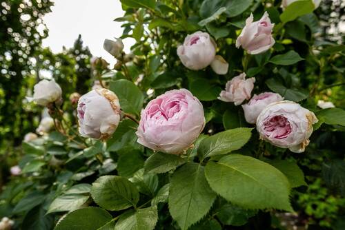 Wildromantische Dufterlebnisse. - 