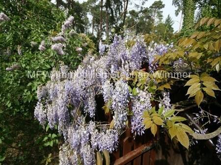 Bild 1 - Wildau - Rarität - Schönes Grundstück Am Wildgarten in Wildau