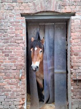 20260325_171058.jpg - Kompakter Pferdehof mit mehreren Gebäuden, Bewegungsplatz und ca. 1,5 ha Pachtweide!