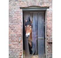 Kompakter Pferdehof mit mehreren Gebäuden, Bewegungsplatz und ca. 1,5 ha Pachtweide! - Oberneisen