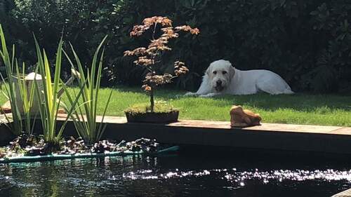 Garten und Teich - Gartentraum mit Koi Schwimmteich