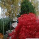 Acer japonicum - 