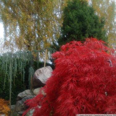 Acer japonicum - 