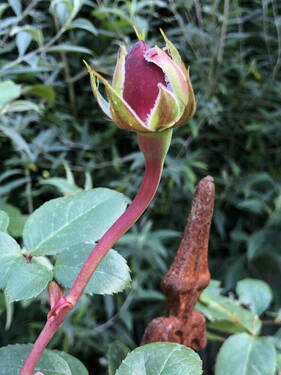 Garten Detail - 