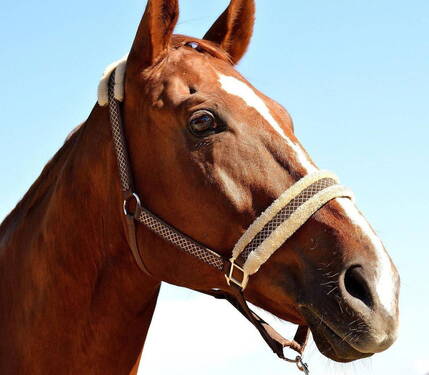 Reiten? Vor der Tür! - 