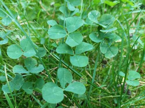 Bild 1 - Traumgrundstück ohne Provision - 300.000,00&nbsp;EUR Kaufpreis, ca.&nbsp; 0,00&nbsp;m&sup2;