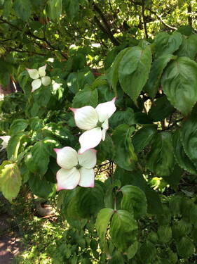 Seltene Blühsträucher - Etagenwohnung mit 101,00 m&sup2; in Essen zum Kaufen