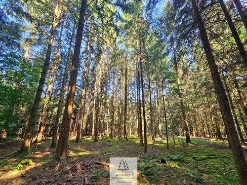 waldverkauf-augsburg_12.jpg - 