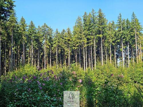 waldverkauf-augsburg_13.jpg - 