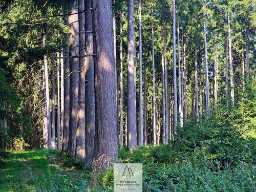 waldverkauf-augsburg_14.jpg - 