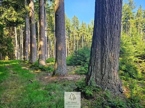waldverkauf-augsburg_15.jpg - 