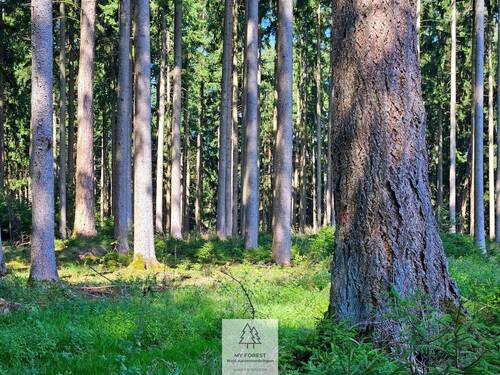 waldverkauf-augsburg_16.jpg - 