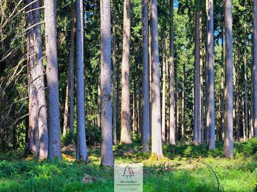 waldverkauf-augsburg_17.jpg - 