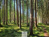 waldverkauf-augsburg.jpg - Wachstumsstark und vielversprechend - Fichte-Lärche-Mischwald unterschiedlichen Alters