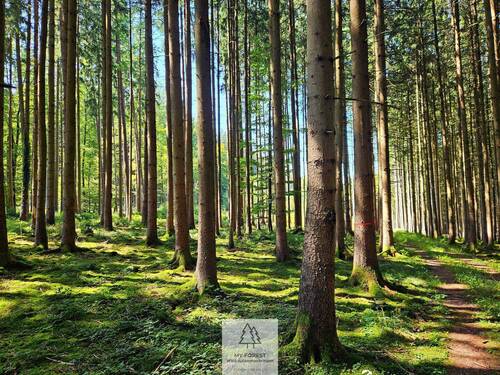 waldverkauf-augsburg.jpg - Wachstumsstark und vielversprechend - Fichte-Lärche-Mischwald unterschiedlichen Alters
