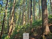 waldverkauf-augsburg_20.jpg - 