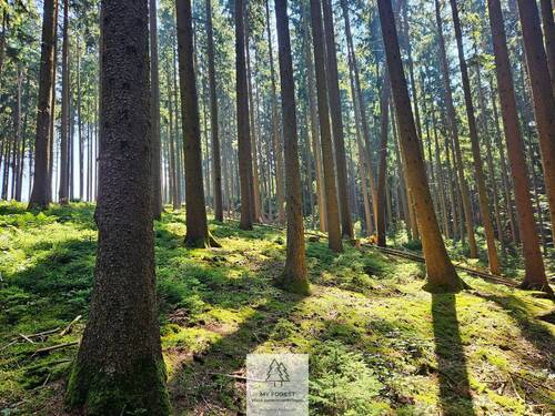waldverkauf-augsburg_23.jpg - 