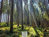 waldverkauf-augsburg_24.jpg - 