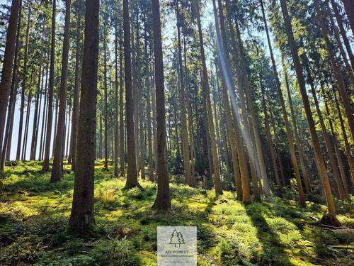 waldverkauf-augsburg_24.jpg - 