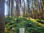 waldverkauf-augsburg_26.jpg - 