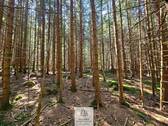 waldverkauf-augsburg_29.jpg - 