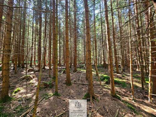 waldverkauf-augsburg_29.jpg - 