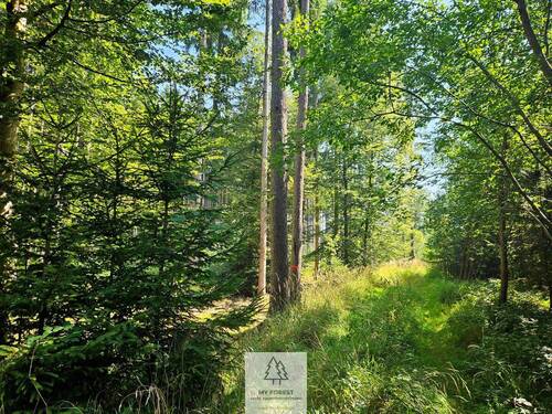 waldverkauf-augsburg_04.jpg - Grundstück zum Kaufen in Gessertshausen