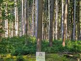 waldverkauf-augsburg_05.jpg - Grundstück in Gessertshausen