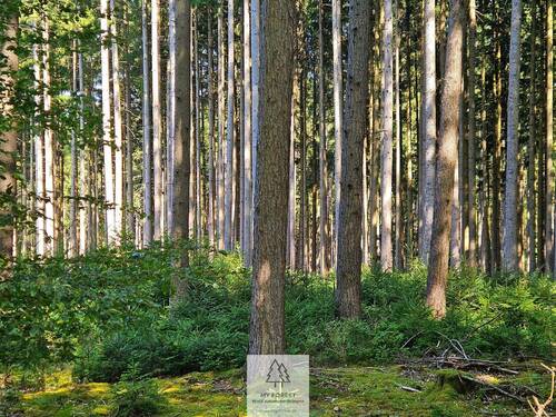 waldverkauf-augsburg_05.jpg - Grundstück in Gessertshausen