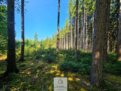 waldverkauf-augsburg_06.jpg - 
