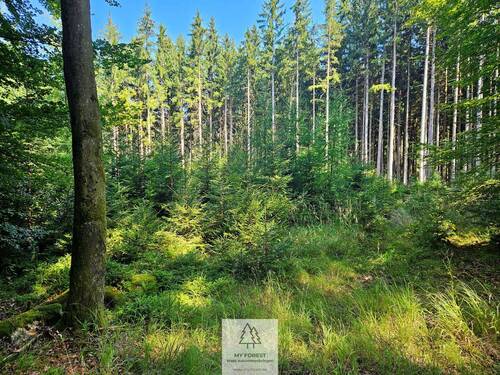 waldverkauf-augsburg_08.jpg - 