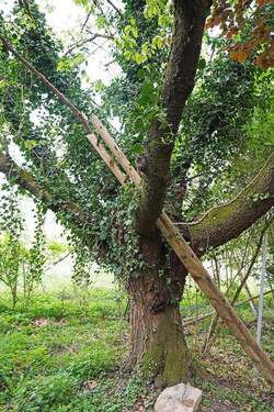 Alter Baumbestand - 