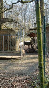 Tierpark bei Burg Wissem - 