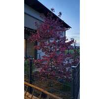 Freistehendes Einfamilienhaus Ortsrandlage - Langensendelbach